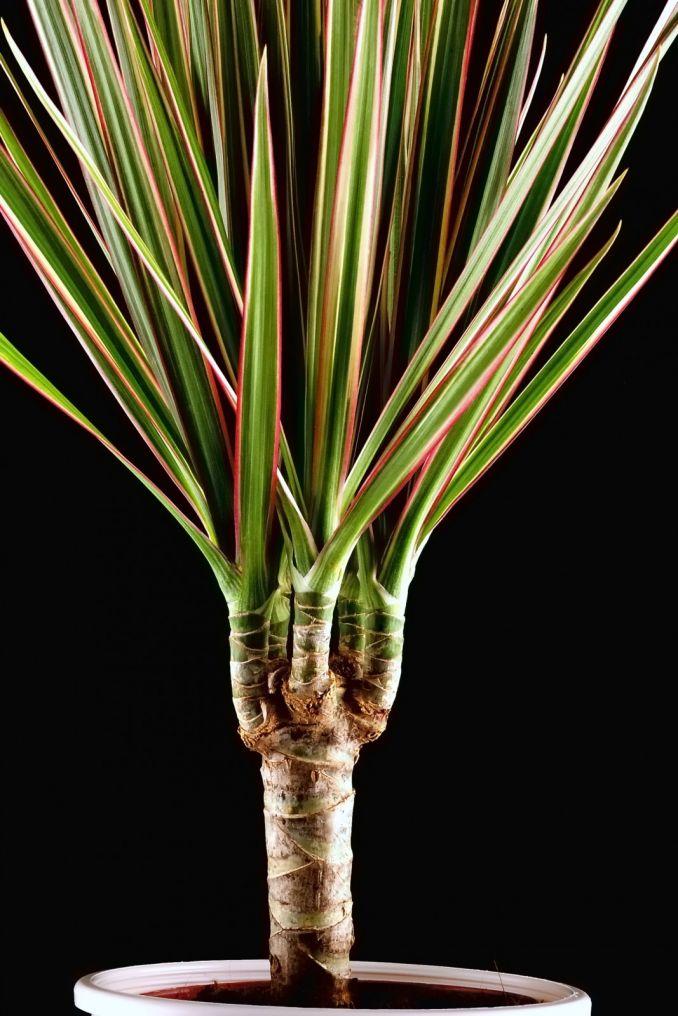 Dracena