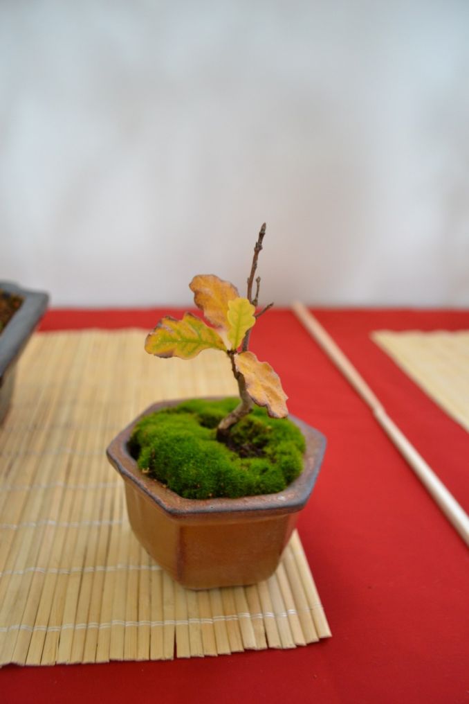 Iš ąžuolo suformuotas miniatiūrinis bonsai medelis - pavyzdys, kaip ąžuolai gali prisitaikyti prie nepalankių sąlygų.