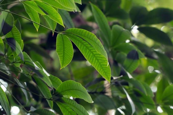 Hevea brasiliensis