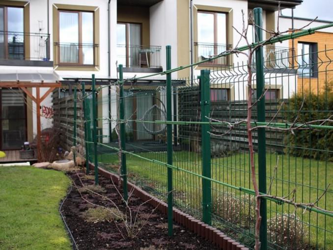 Obelų formavimas kardonais mažame sklype