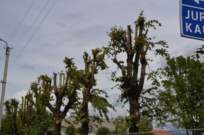 Pavyzdys Šakiuose, kaip nereikia genėti medžių.