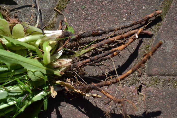 Išrautų kiaulpienių šaknų neišmeskite – nuplovus ir išdžiovinus jas galima naudoti gydančioms arbatoms. Tiesa, daugiau gydomųjų savybių jos turi ankstyvą pavasarį arba rudenį.