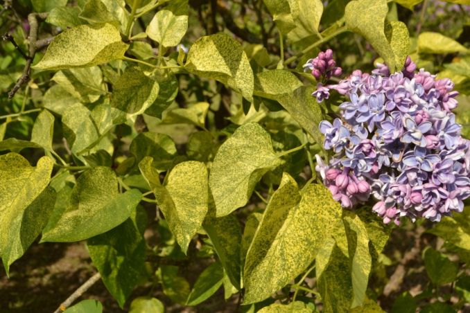 Alyvos margais lapais 'Aucubaefolia'