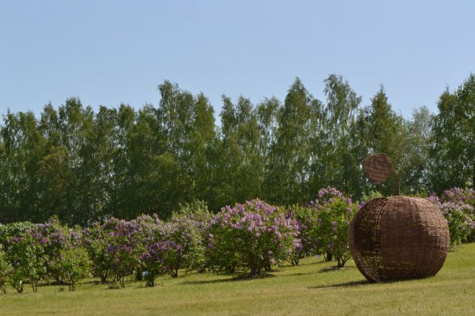 Vilniaus universiteto Botanikos sodo Alyvų kalnas