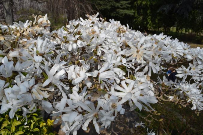 Žvaigždinė magnolija žydi viena iš pirmųjų.