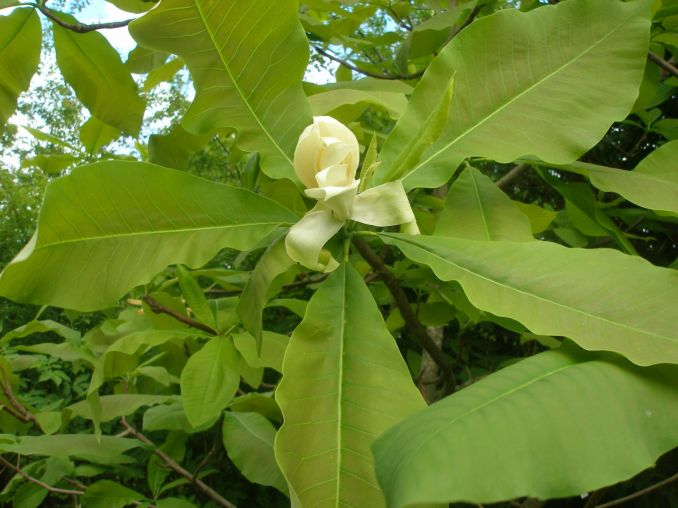 Skėtinės magnolijos žiedai ir lapai - vieni iš stambiausių.