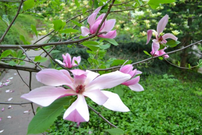 Magnolija 'Pinkie'.