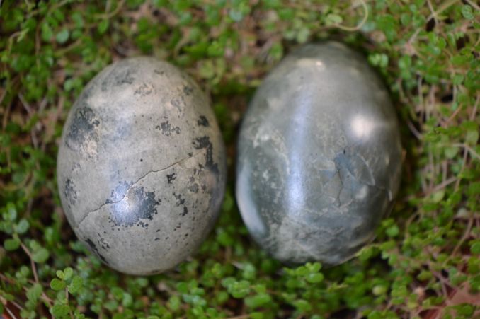 Toje pačioje kinrožių arbatoje pabuvę porą valandų, kiaušiniai įgavo melsvai marmurinį atspalvį.