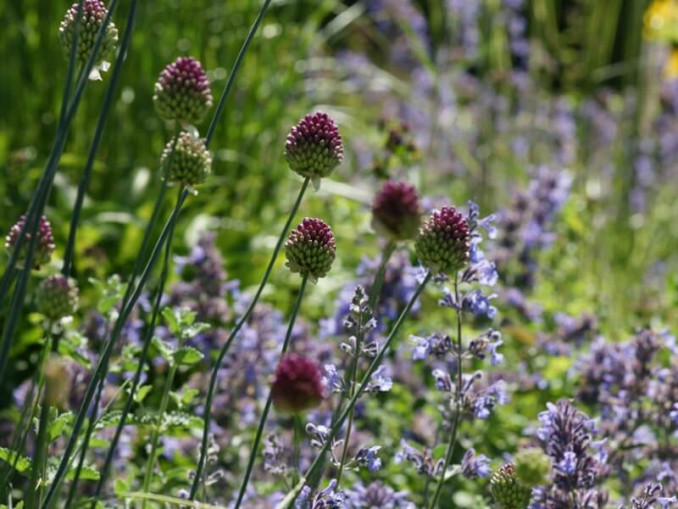 Kaušininis česnakas (lot. Allium sphaerocephalon) ir po žydėjimo išlaiko savo dekoratyvumą