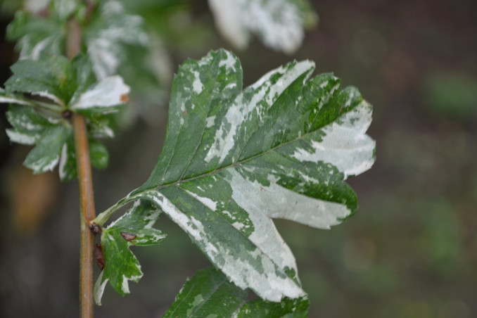 Yra dekoratyvinių gudobelių ir margais lapais, nuotraukoje - vienapiestė gudobelė 'Variegata'