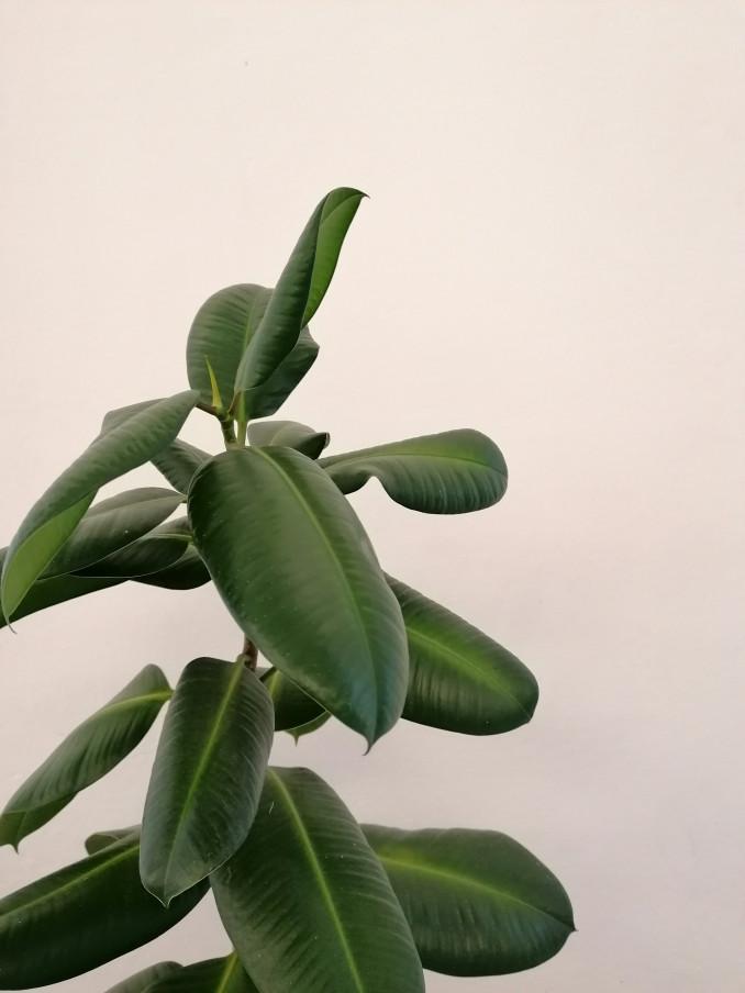Stambialapis fikusas