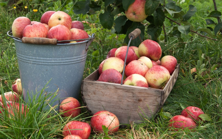 kaip prekiauti obuolių pasirinkimais