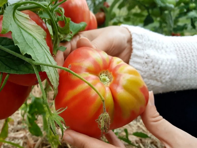 alio trūkumas lengvai atpažįstamas – žalias pomidoro viršus