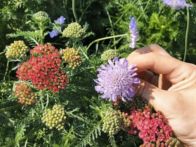 Kraujažolė ‘Red velvet’ – ta raudona ir žvaigždūnė