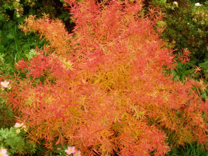 Tunbergo lanksvos lapai, kaip ir daugelio lanksvų, rudenį nusidažo ugniniais atspalviais.