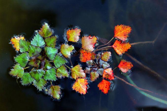 Plaukiojantysis agaras